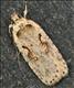 0701 (32.007) Agonopterix ocellana